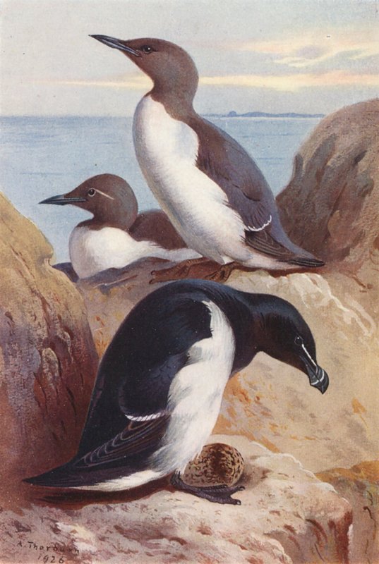Common Guillemot, Razorbill by Archibald Thorburn