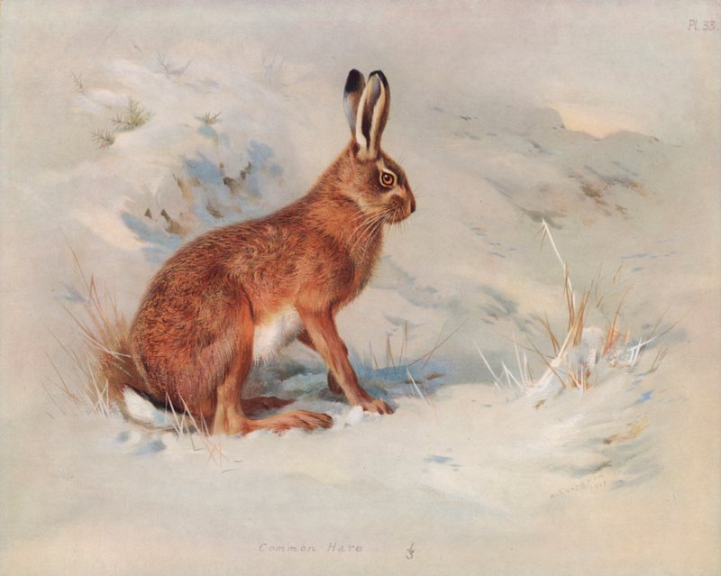 Common Hare by Archibald Thorburn