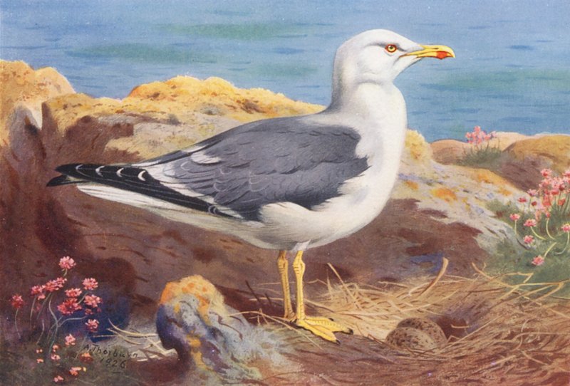 Lesser Black-Backed Gull by Archibald Thorburn