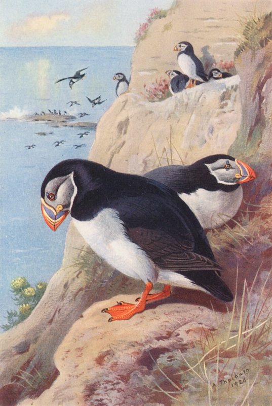 Puffin by Archibald Thorburn