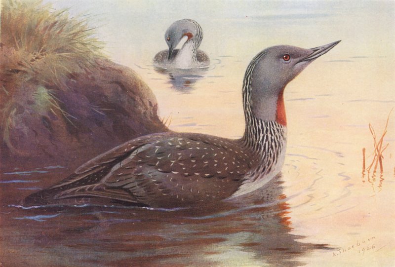 Red-Throated Diver by Archibald Thorburn