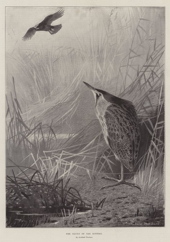 The Haunt of the Bittern by Archibald Thorburn