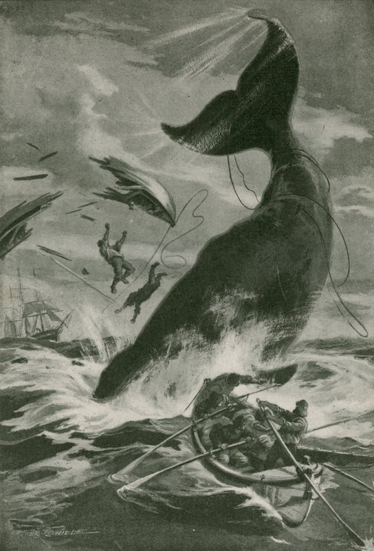 A Fighting Sperm Whale by Arthur Twidle