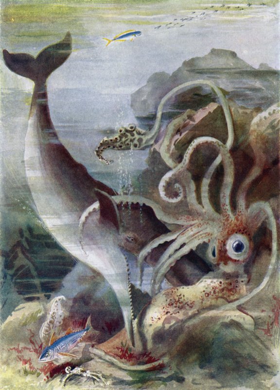 A Sperm Whale Attacking a Giant Squid by Arthur Twidle