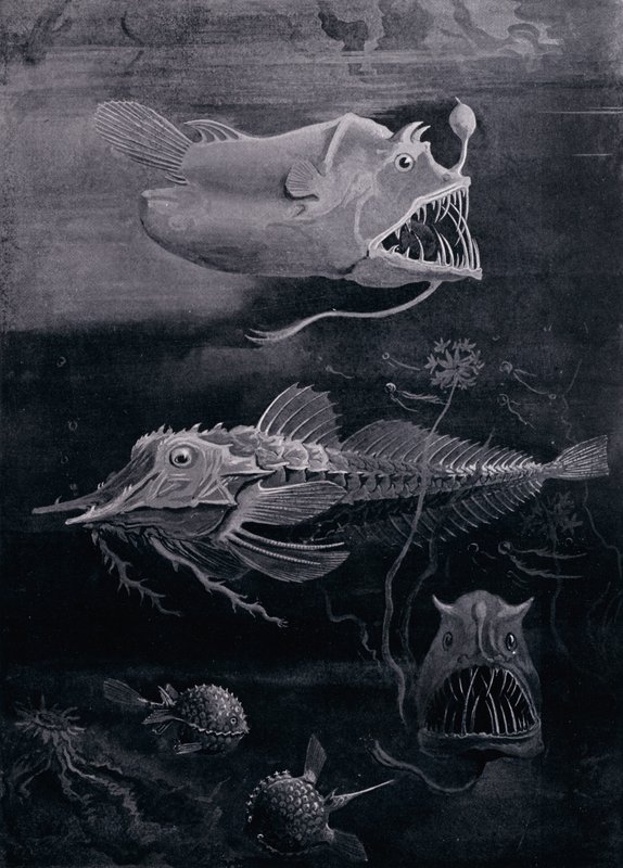 Deep-Sea Fish by Arthur Twidle