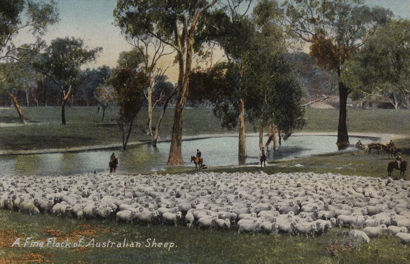 A Fine Flock of Australian Sheep by Australian Photographer
