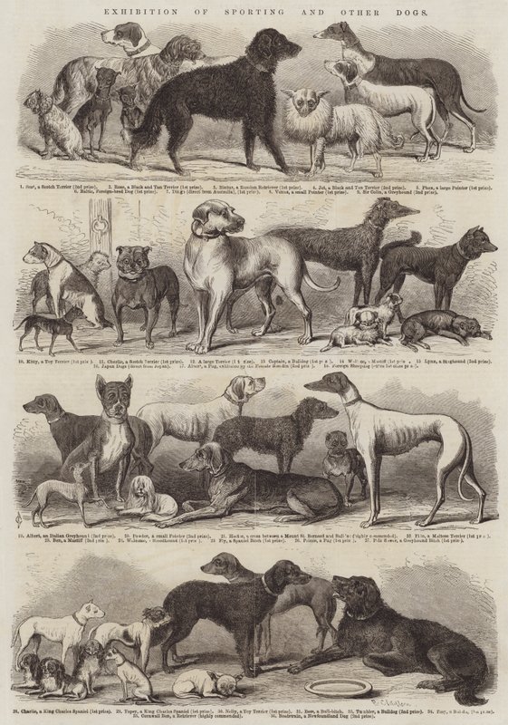 Exhibition of Sporting and Other Dogs by B. Clayton