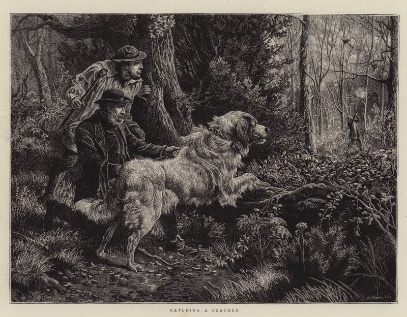 Catching a Poacher by Basil Bradley