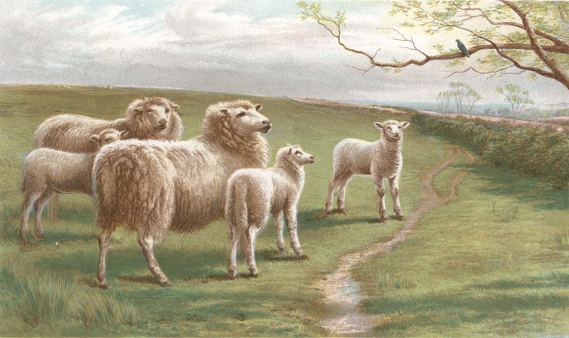 A Song of Spring by Charles Jones