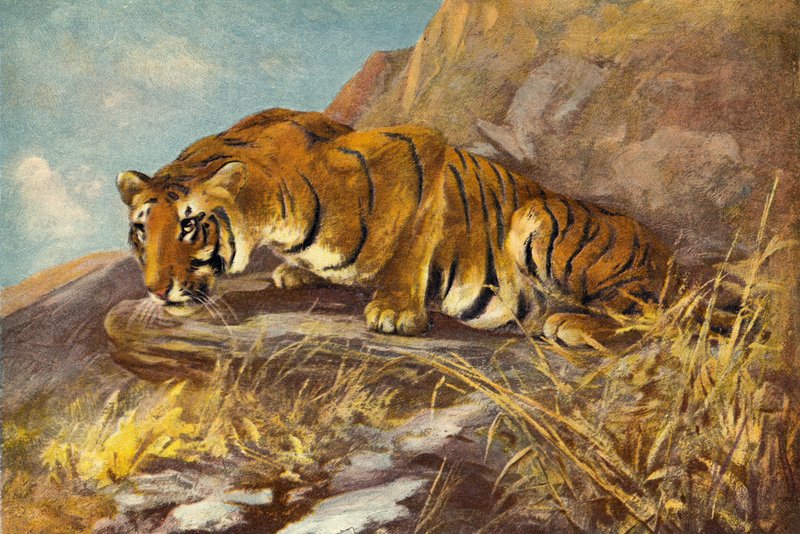 Watching for His Next Meal by Cuthbert Edmund Swan