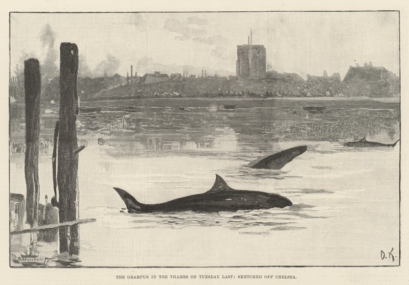 The Grampus in the Thames on Tuesday Last, Sketched off Chelsea by Davidson Knowles