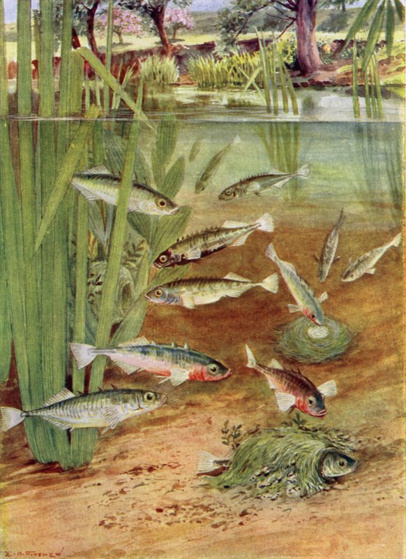 Sticklebacks and Their Nests by E.H. Fitchew