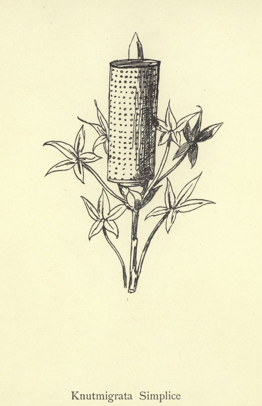 Knutmigrata Simplice by Edward Lear