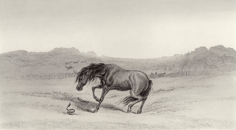 Startled! by Edwin Landseer