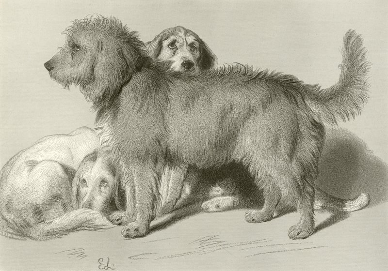 The Three Dogs by Edwin Landseer