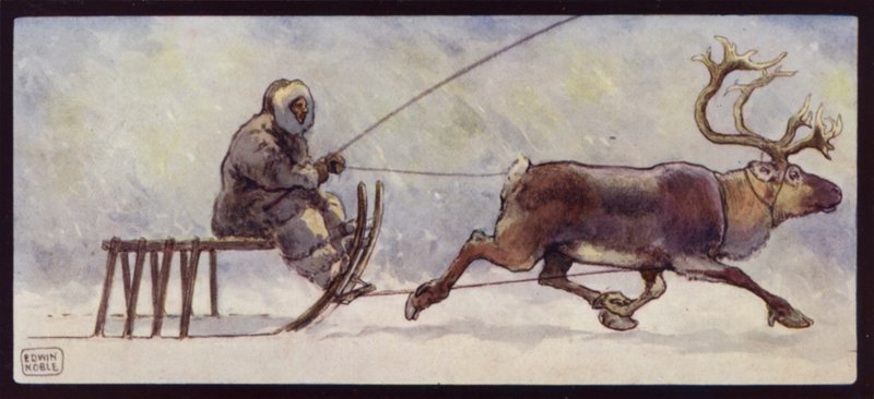 A Lapp and Reindeer Sledge by Edwin Noble