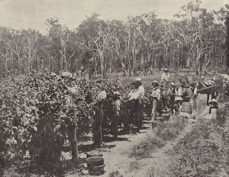 Raspberry Pickers at Work, Wandin Yallock by English Photographer
