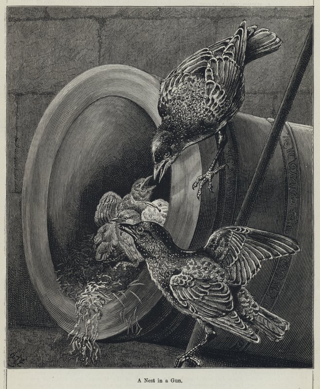 A Nest in a Gun by English School