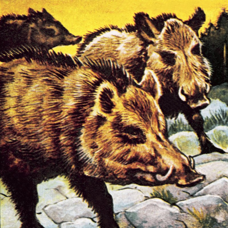 A Sounder of Boars by English School