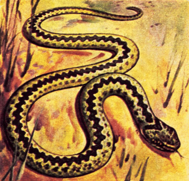 Adder by English School