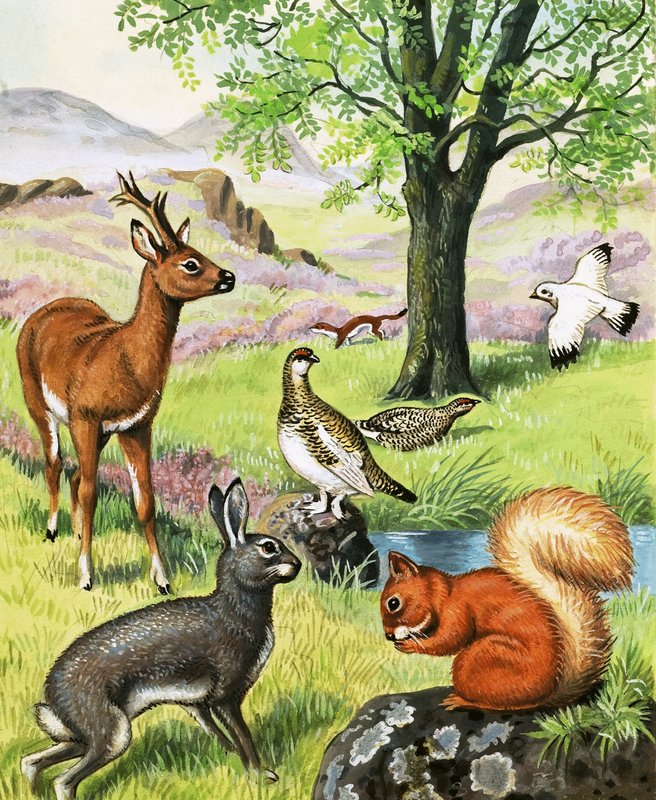 Assorted animals by English School