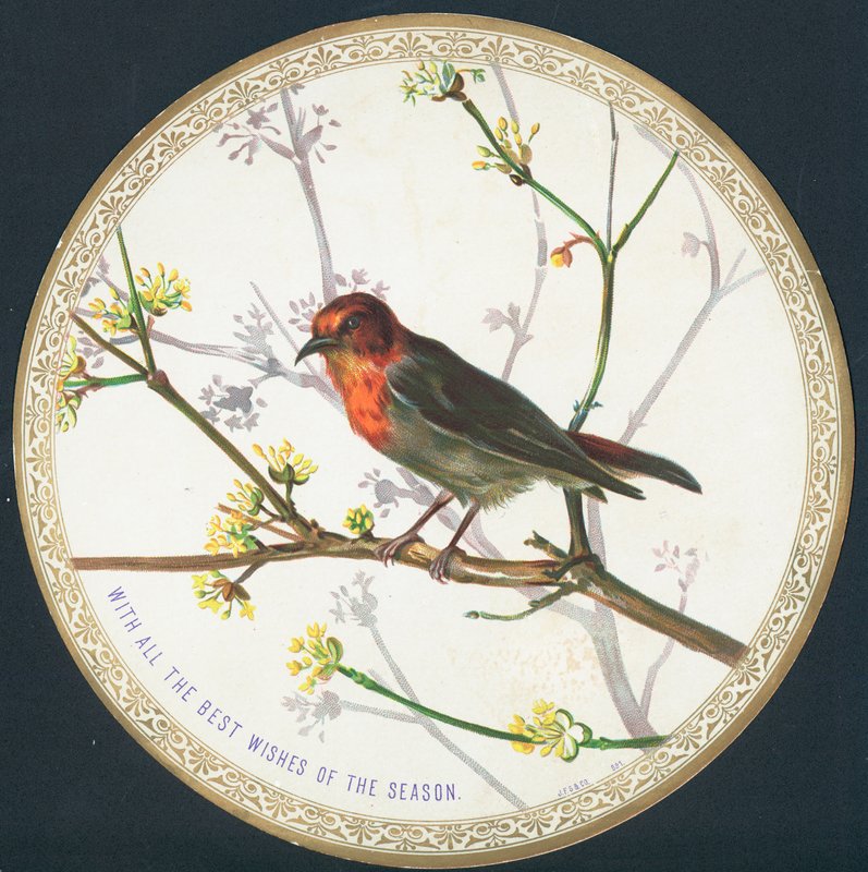 Bird by English School