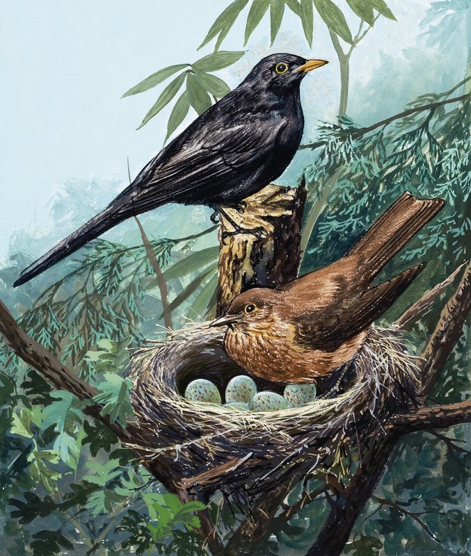 Birds and Nest by English School