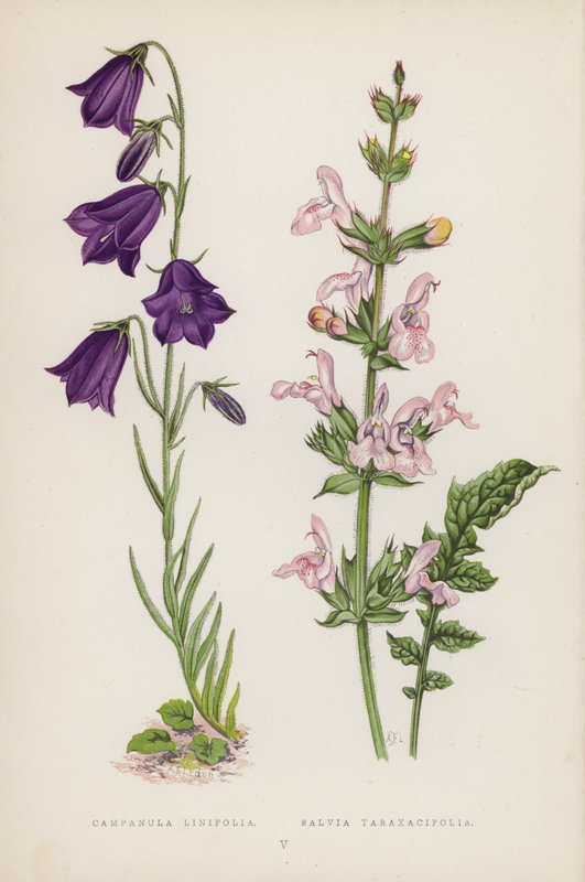 Campanula Linifolia; Salvia Taraxacifolia by English School