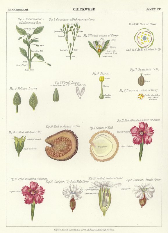 Chickweed by English School