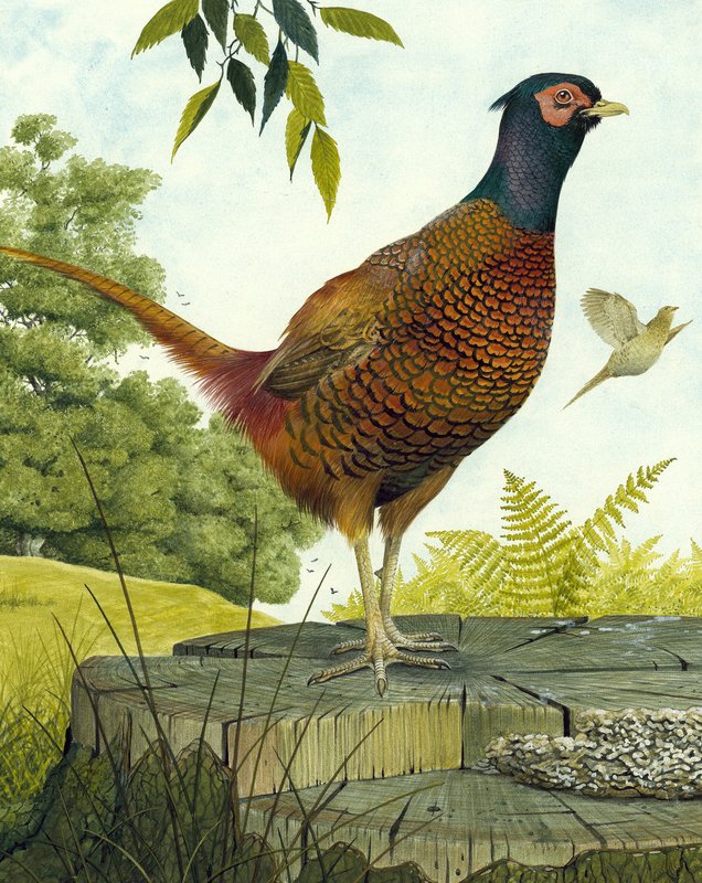 Cock Pheasant by English School