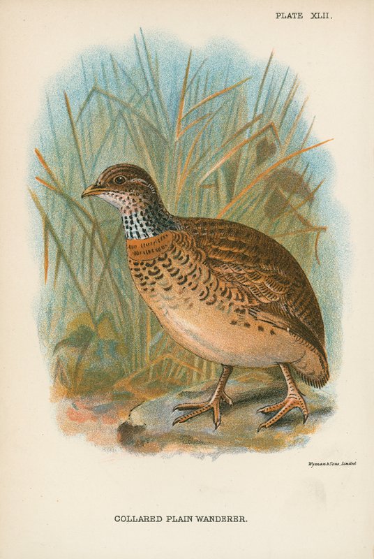 Collared Plain Wanderer by English School
