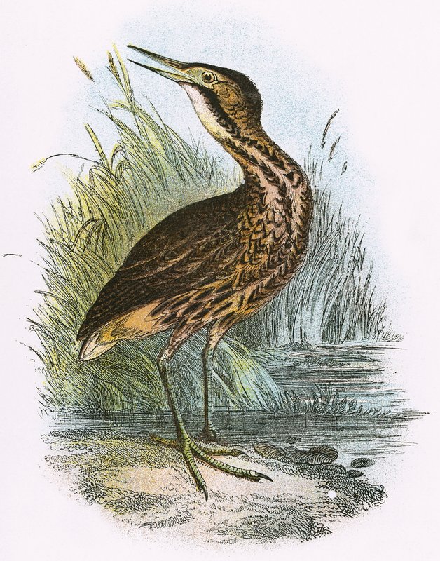 Common Bittern by English School