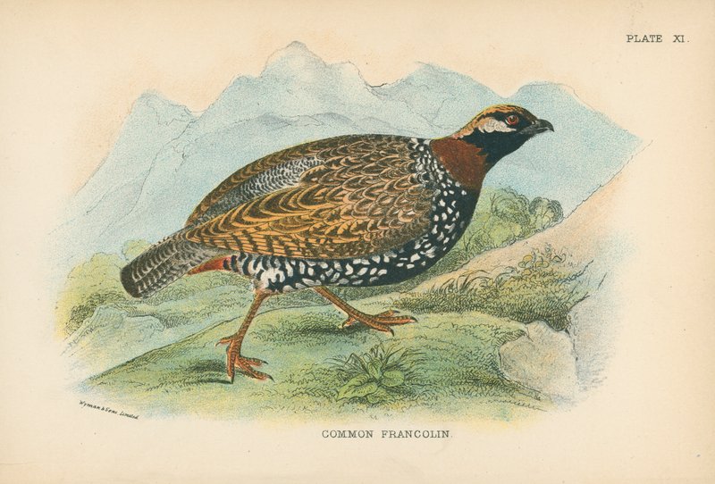 Common Francolin by English School