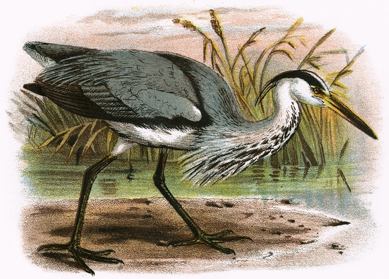 Common Heron by English School