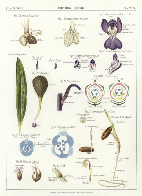 Common Orchis by English School