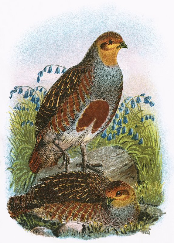 Common Partridge by English School