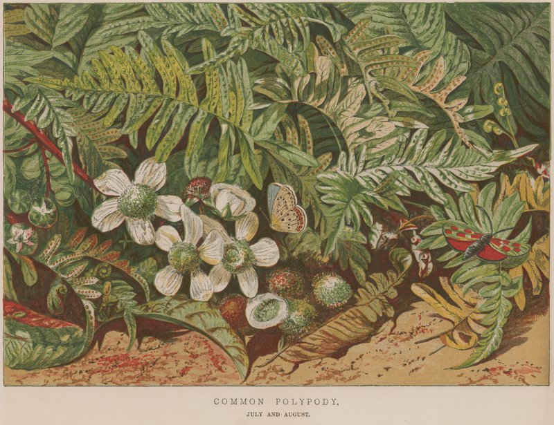 Common Polypody by English School