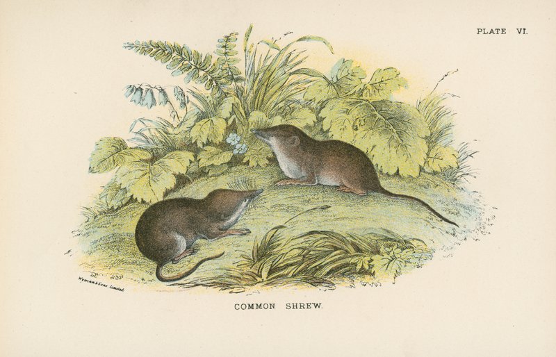 Common Shrew by English School