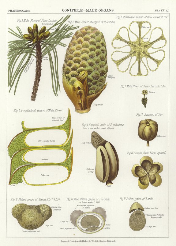 Coniferae, Male Organs by English School