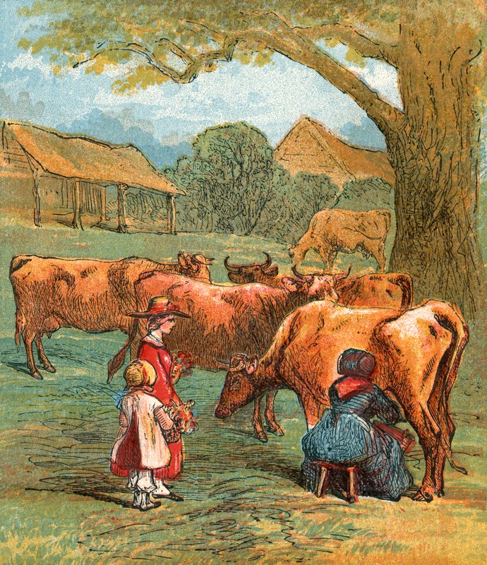 Cows Driven Home to be Milked by English School