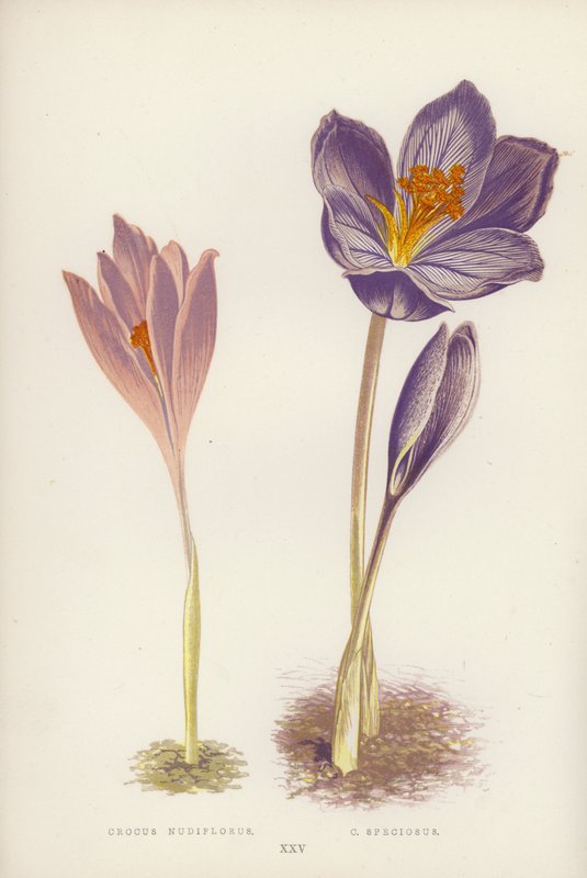Crocus Nudiflorus; C Speciosus by English School
