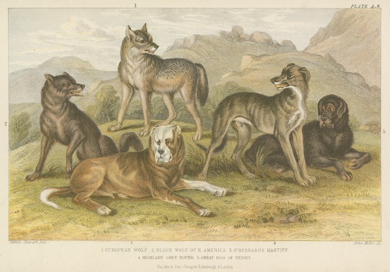 Dogs and wolves by English School