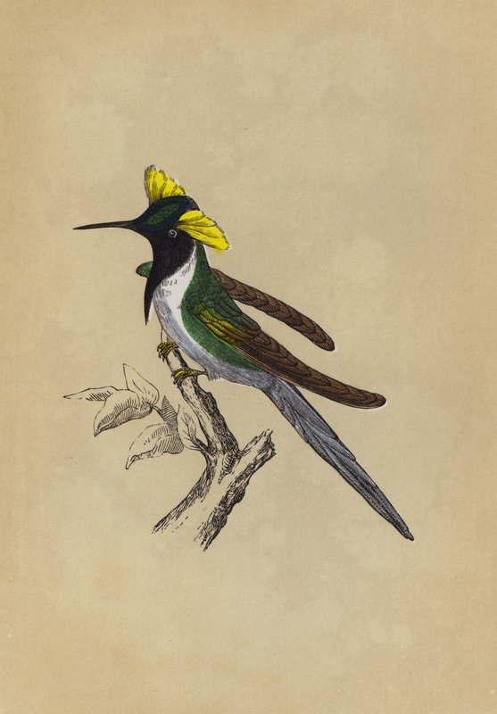Double-Crested Humming-Bird by English School