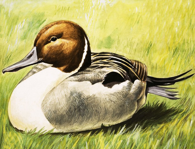 Duck by English School