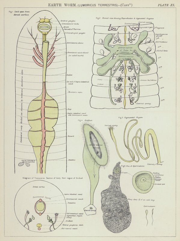 Earth worm, Lumbricus Terrestris by English School