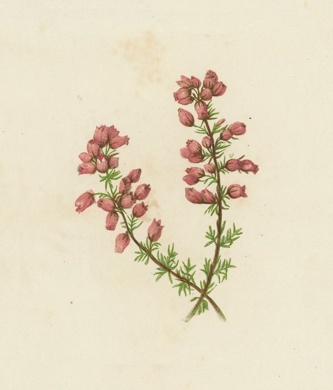 Fine-Leaved Heath, Erica Cinerea by English School