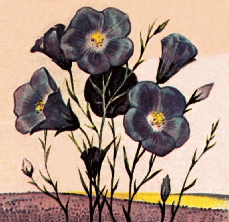 Flax by English School