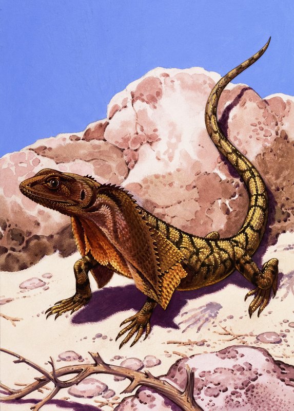 Frilled lizard by English School