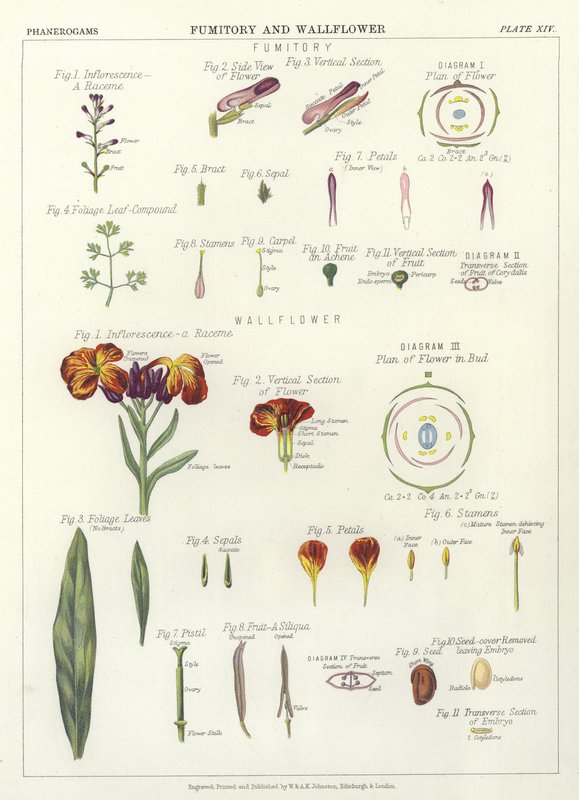 Fumitory and Wallflower by English School