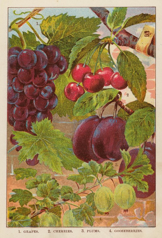 Grapes; Cherries; Plums; Gooseberries by English School